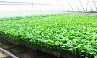 河南济源蔬菜制种惠及1.1万农户