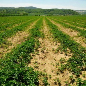 法兰地草莓种苗 草莓生产苗