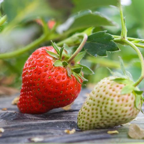 草莓种植 草莓苗 四季结果盆栽 草莓苗种苗种植 脱毒穴盘草莓苗