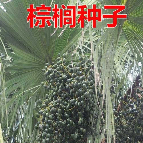 棕竹种子